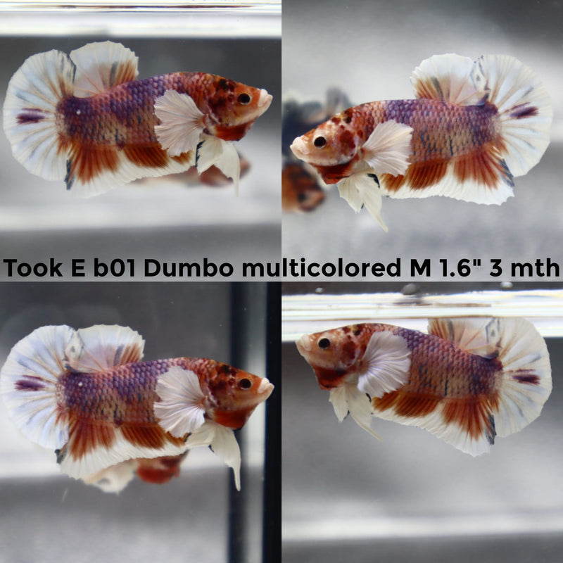 (TOOK-B01) NEMO GALAXY DUMBO MULTICOLOR PLAKAT MALE BETTA