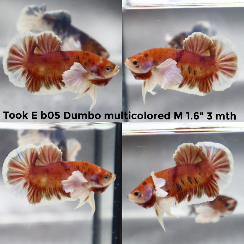 (TOOK-B05) RED DUMBO MULTICOLOR PLAKAT MALE BETTA