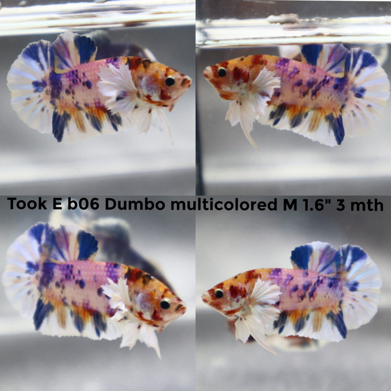 (TOOK-B06) NEMO PINK DUMBO MULTICOLOR PLAKAT MALE BETTA