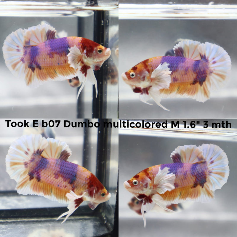 (TOOK-B07) NEMO PINK DUMBO MULTICOLOR PLAKAT MALE BETTA