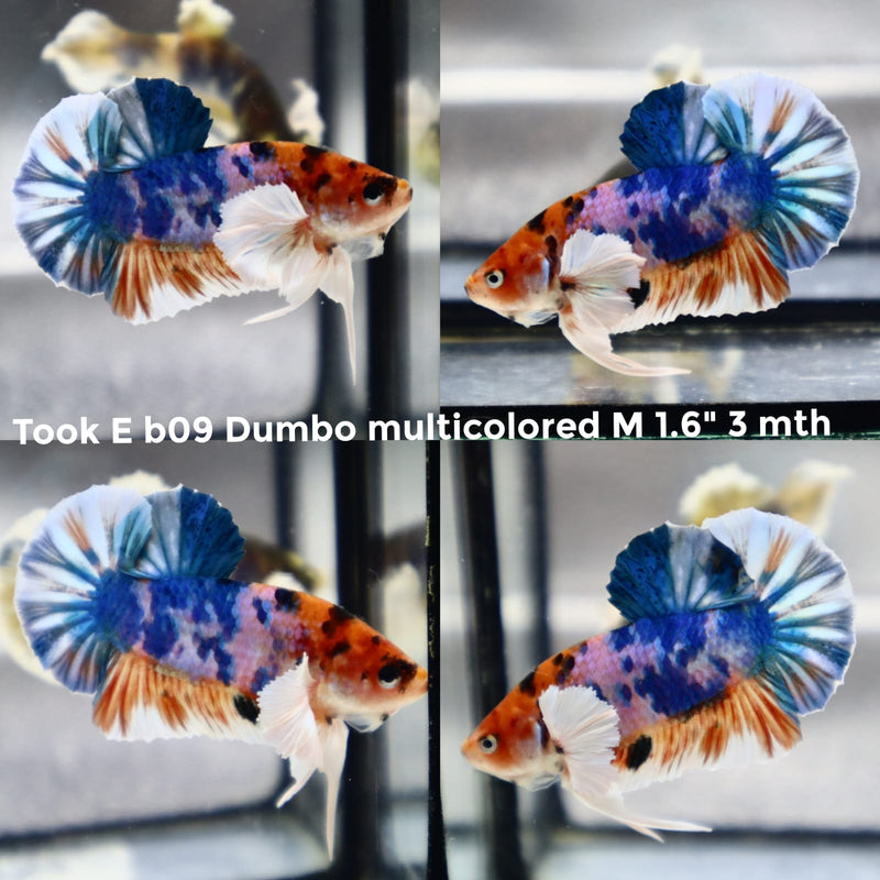 (TOOK-B09) NEMO GALAXY DUMBO MULTICOLOR PLAKAT MALE BETTA