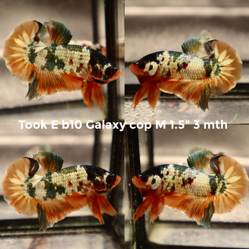 (TOOK-B10) GREEN COPPER GALAXY KOI PLAKAT MALE BETTA