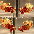 X(TOOK-B15) GREEN COPPER GALAXY KOI PLAKAT MALE BETTA