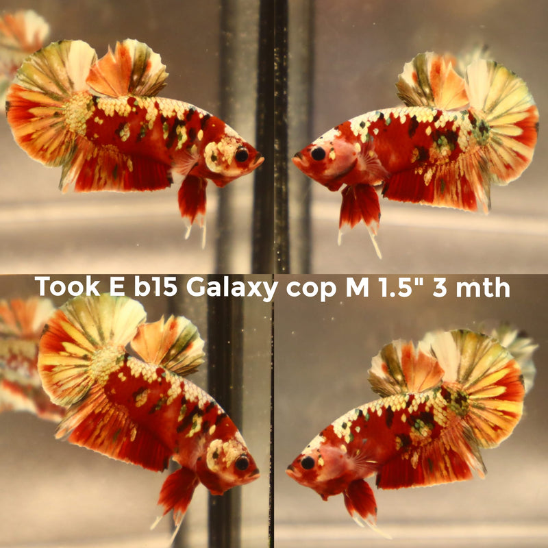 X(TOOK-B15) GREEN COPPER GALAXY KOI PLAKAT MALE BETTA