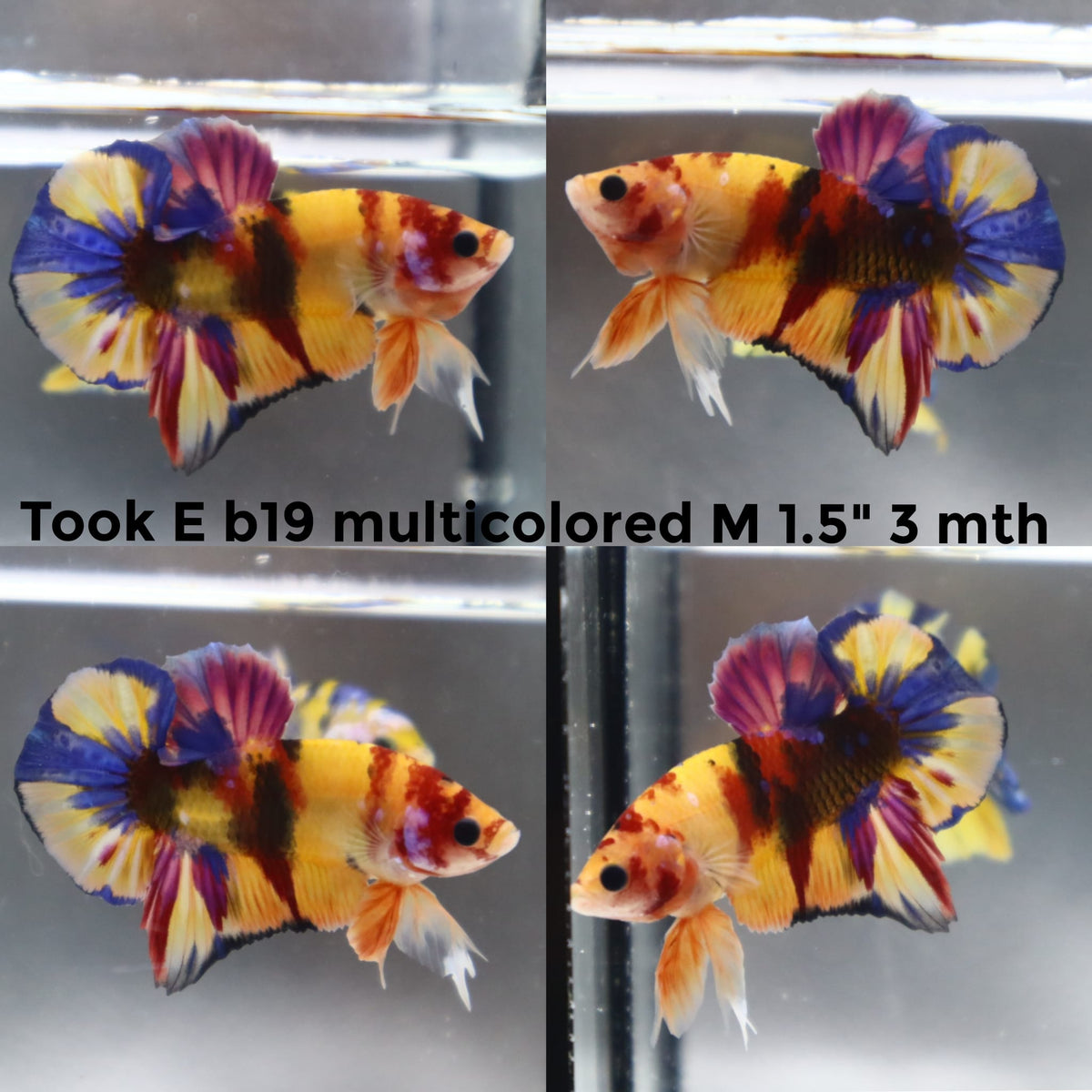 Betta Fish for Sale | Plakat Bettas | Fighting Fish | HMPK Betta ...