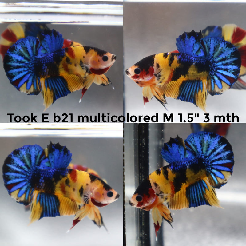 (TOOK-B21) YELLOW NEMO GALAXY MULTICOLOR PLAKAT MALE BETTA