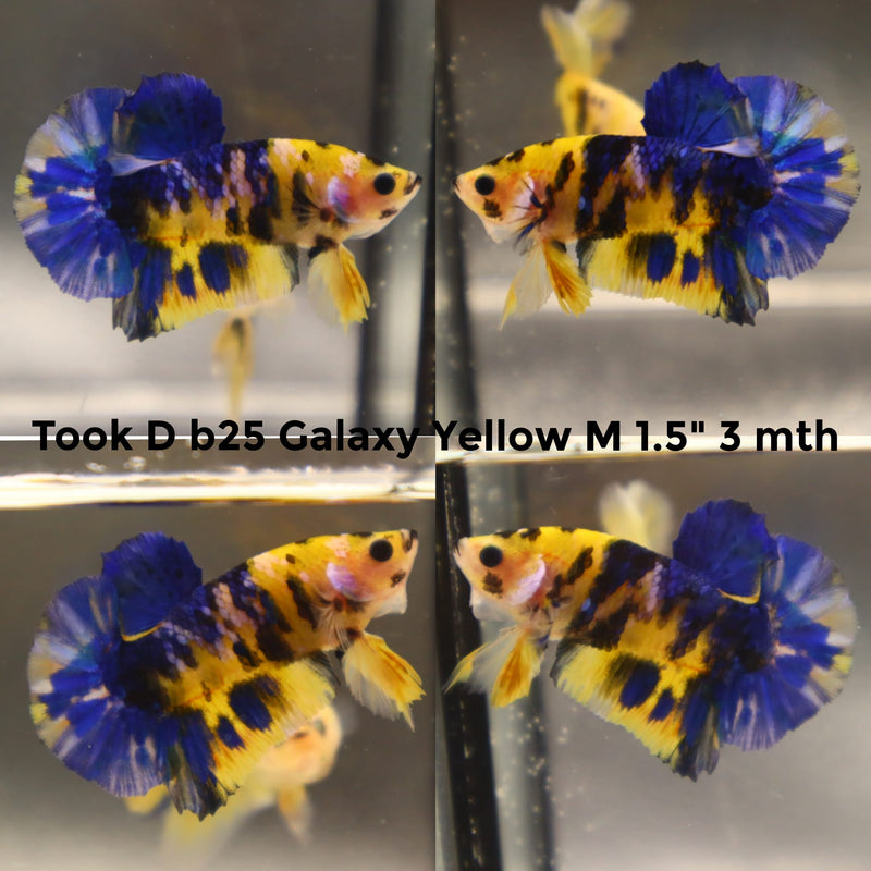 (TOOK-B25) YELLOW KOI GALAXY PLAKAT MALE BETTA