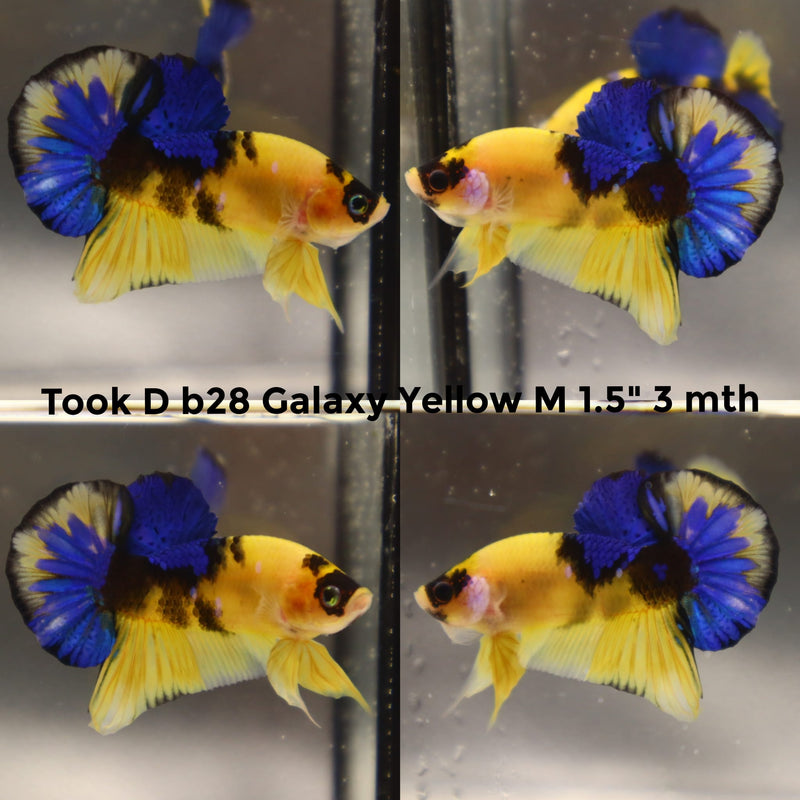 (TOOK-B28) YELLOW KOI GALAXY PLAKAT MALE BETTA