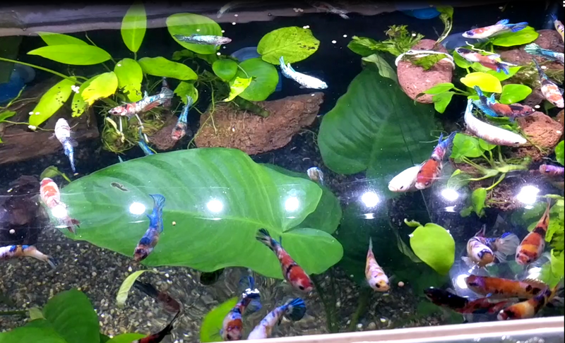 Female Betta Mixed Koi Sorority