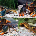 Orange Tip Crayfish (Cherax sp)