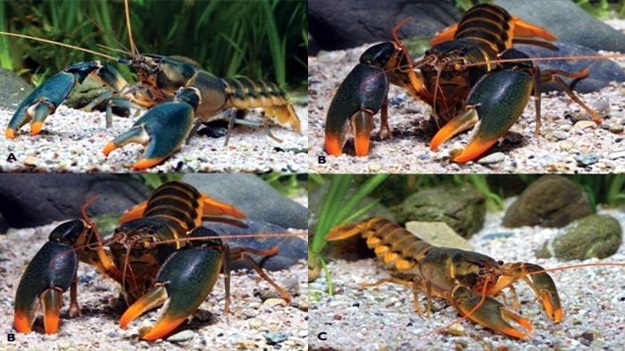Orange Tip Crayfish (Cherax sp)