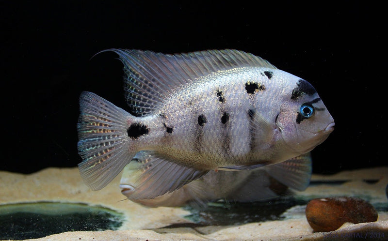 Live Freshwater Aquarium American Silver Cichlid (Vieja Argentea) (CHD-106)