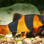 Clown Loach (Chromobotia macracanthus)