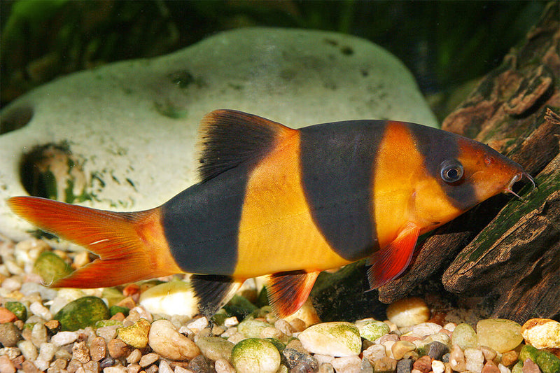 Clown Loach (Chromobotia macracanthus)