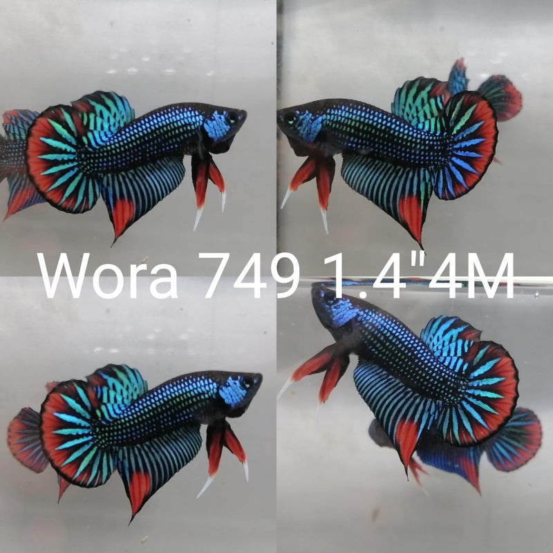 (WORA-749 GREEN IMBELLIS WILD MALE BETTA