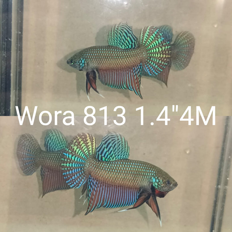 (WORA-813) GREEN GUITAR SMARAGDINA WILD MALE BETTA