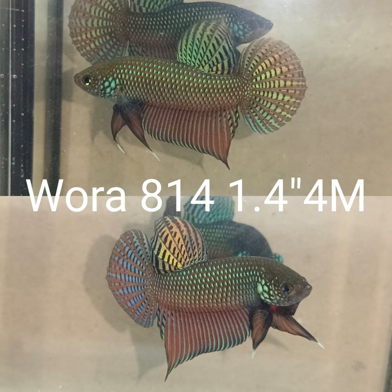 (WORA-814) GREEN PREMIUM GUITAR SMARAGDINA WILD MALE BETTA