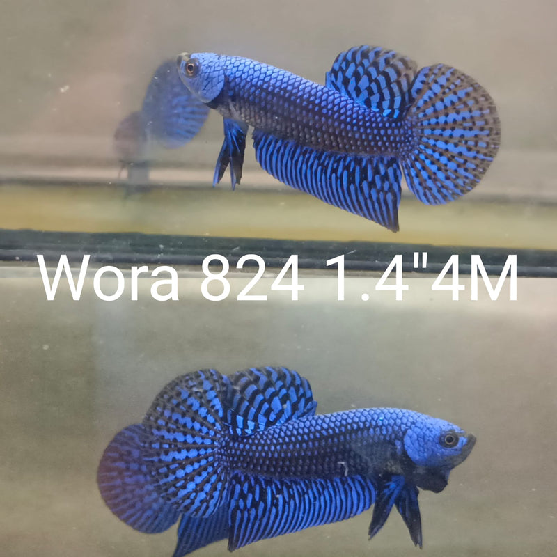 (WORA-824) BLUE ALIEN FULL MASK ALIEN MALE BETTA