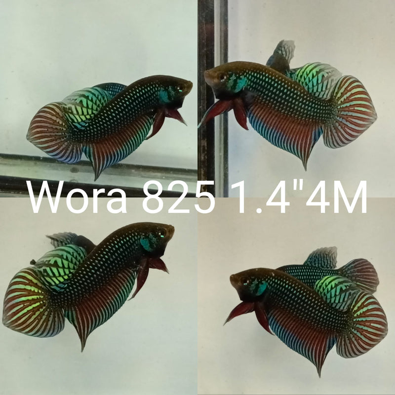 (WORA-825) DARK GREEN MAHACHAI SPADE TAIL WILD MALE BETTA