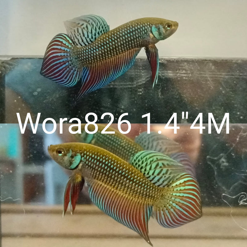 (WORA-826) GREEN MAHACHAI SPADE TAIL WILD MALE BETTA