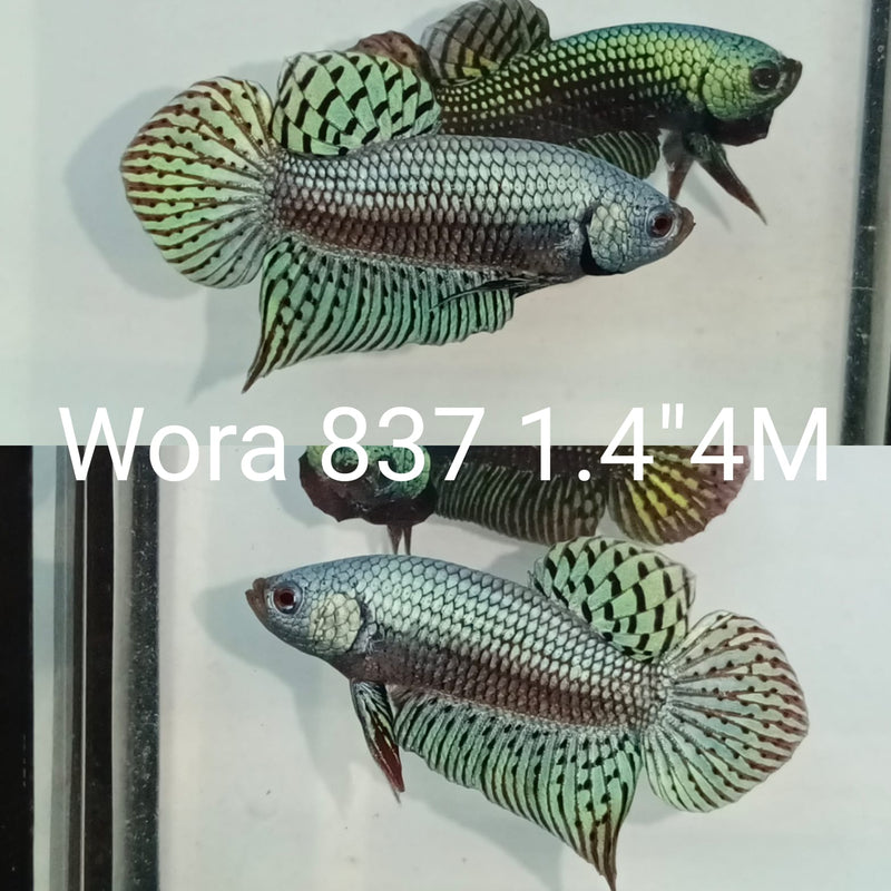 C057 (WORA-837) GRAY COPPER GUITAR ALIEN MALE BETTA