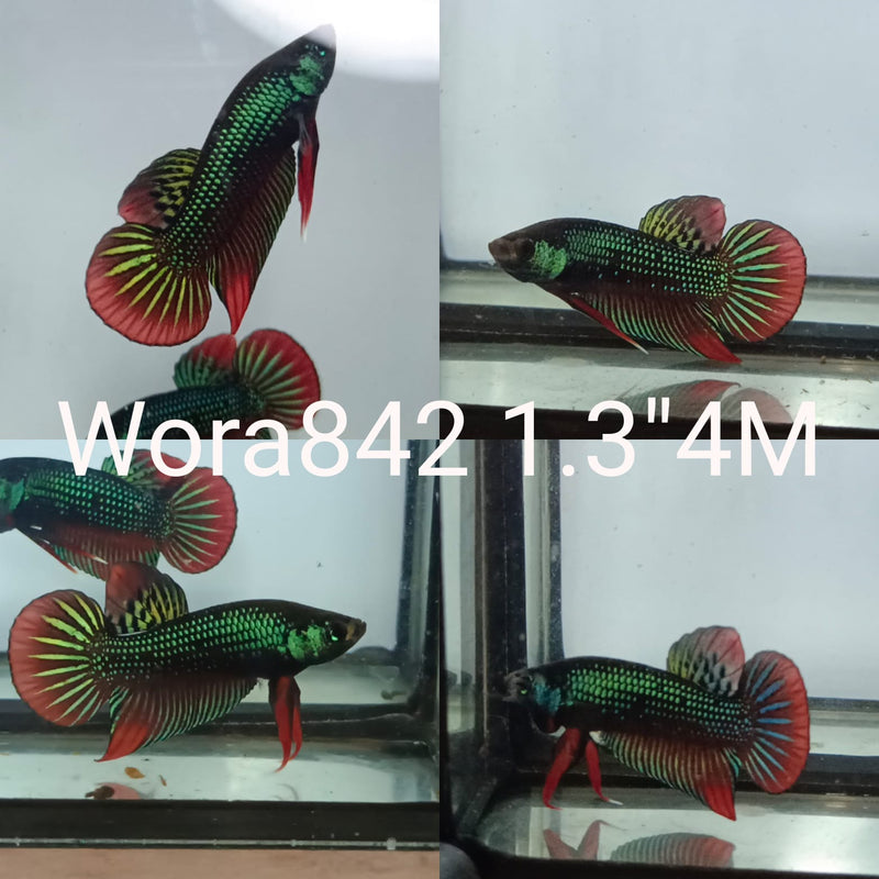 C058 (WORA-842) GREEN IMBELLIS WILD MALE BETTA
