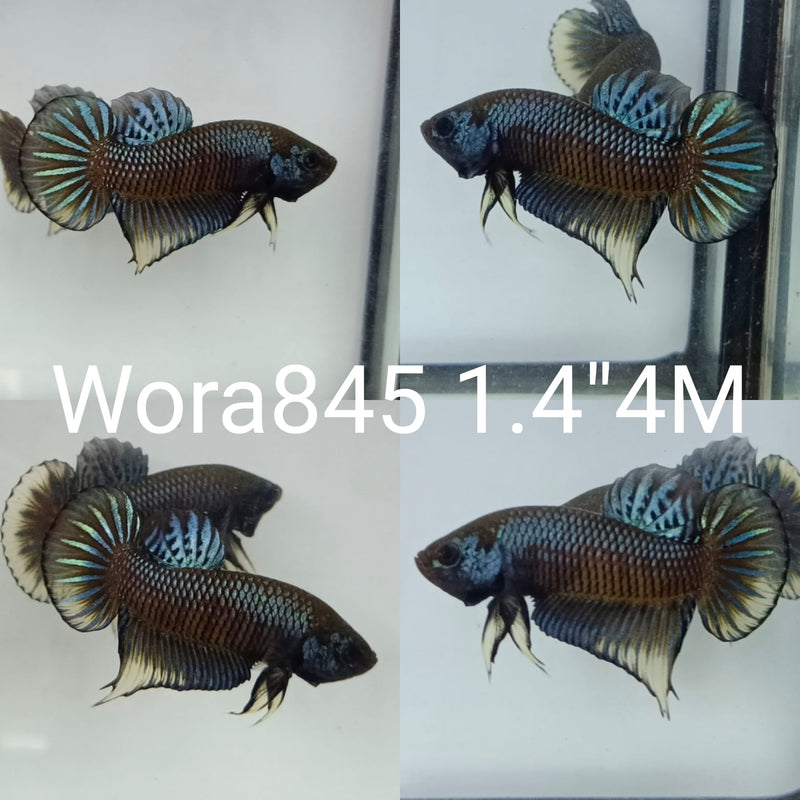 (WORA-845) DARK COPPER YELLOW IMBELLIS MALE BETTA