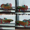 (WORA-846) SIAMORIENTALIS RED TAIL MALE BETTA