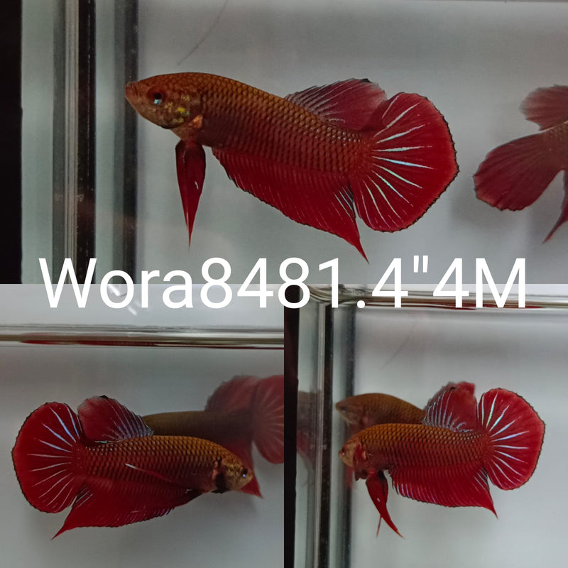 (WORA-848) RED SPLENDERS WILD MALE BETTA