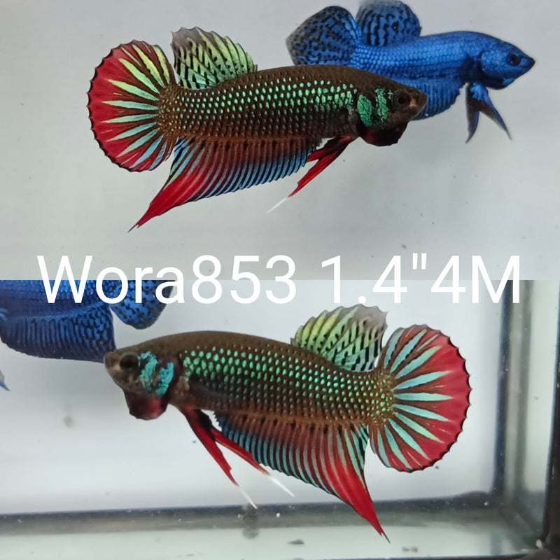 (WORA-853) GREEN IMBELLIS WILD MALE BETTA
