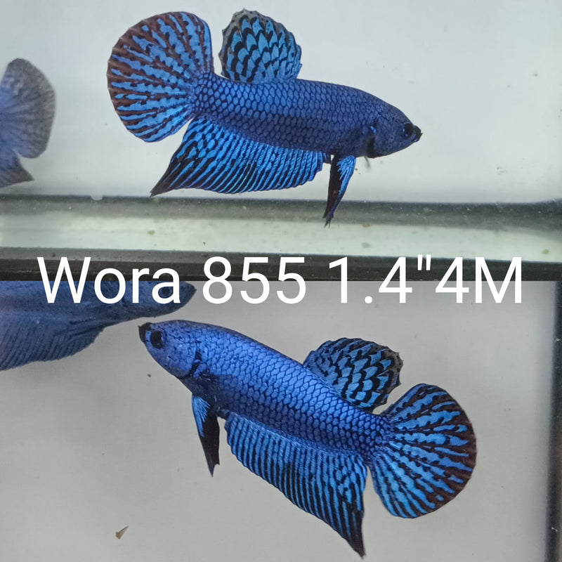 (WORA-855) BLUE ALIEN MALE BETTA