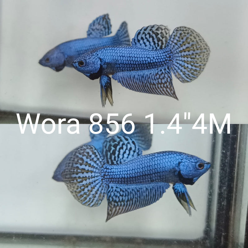(WORA-856) BLUE ALIEN MALE BETTA