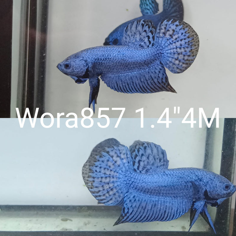 (WORA-857) BLUE ALIEN MALE BETTA