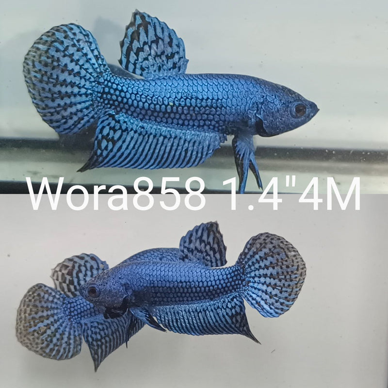 (WORA-858) BLUE ALIEN MALE BETTA
