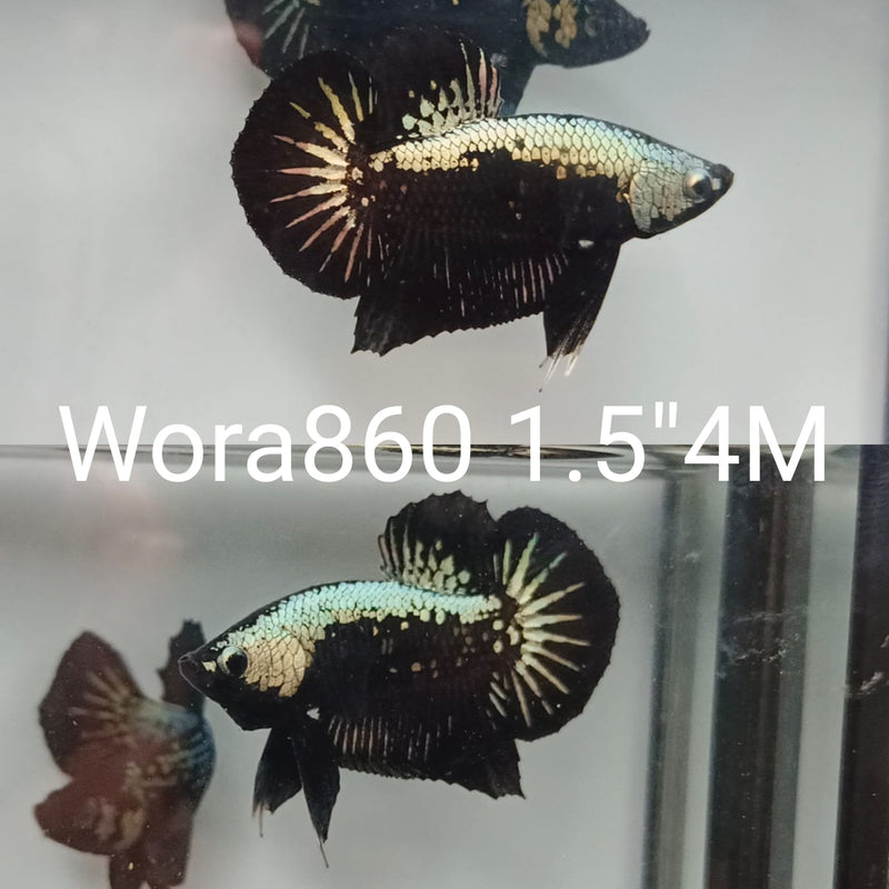 C059 (WORA-860) Black Samurai Star tail Plakat Male Betta