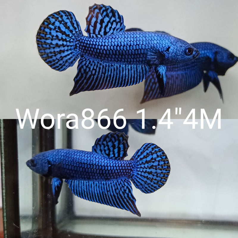 (WORA-866) BLUE ALIEN MALE BETTA