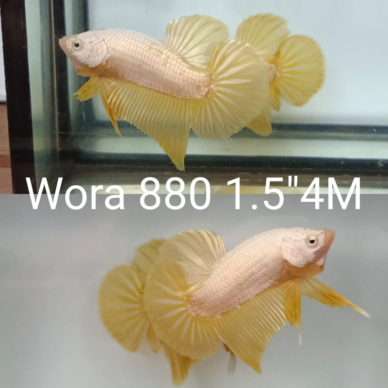 (WORA-880) GOLD YELLOW DRAGON PLAKAT MALE BETTA