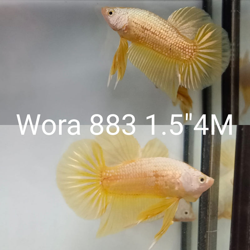 (WORA-883) GOLD YELLOW DRAGON PLAKAT MALE BETTA