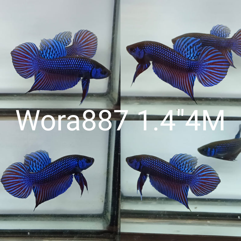 (WORA-887) BLUE MAHACHAI SPADE TAIL WILD MALE BETTA