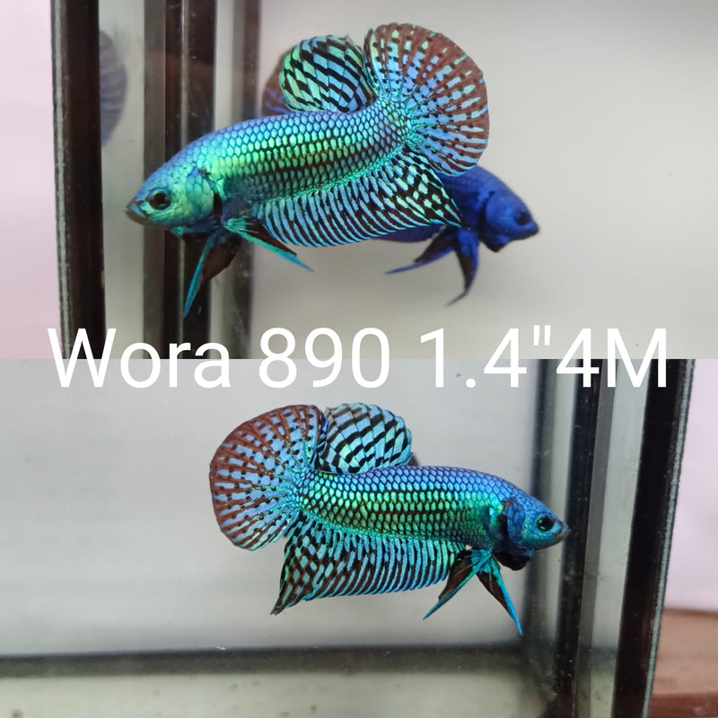 (WORA-890) TURQUOISE ALIEN MALE BETTA
