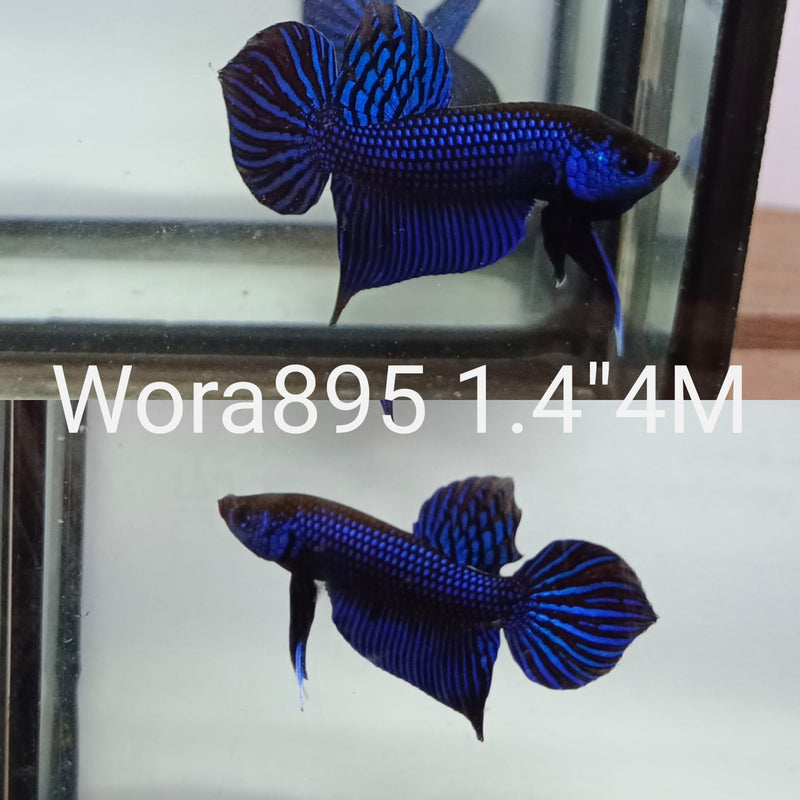 (WORA-895) DARK BLUE MAHACHAI SPADE TAIL WILD MALE BETTA