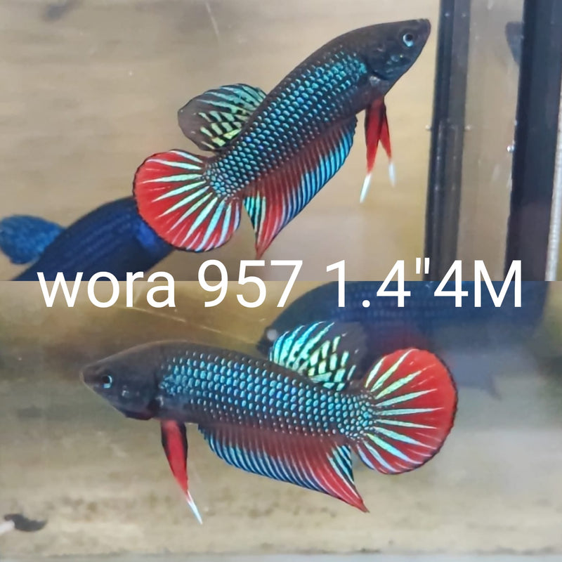 (WORA-957) GREEN IMBELLIS RED TAILMALE BETTA