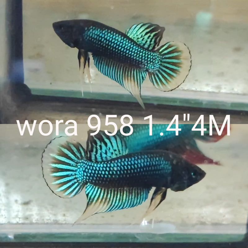 (WORA-958) GREEN ORANGE IMBELLIS MALE BETTA