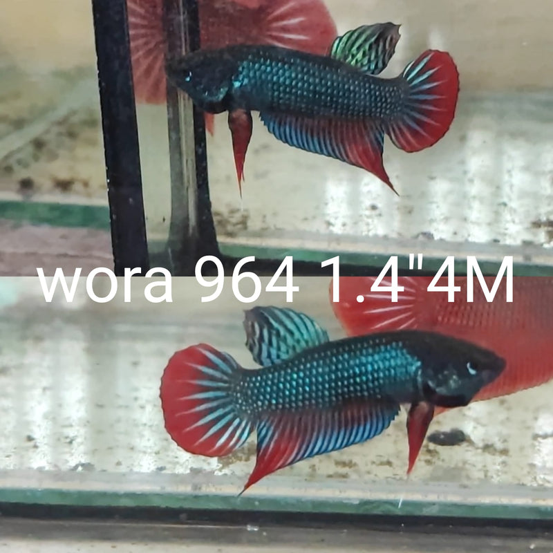 (WORA-964) GREEN IMBELLIS RED TAIL MALE BETTA