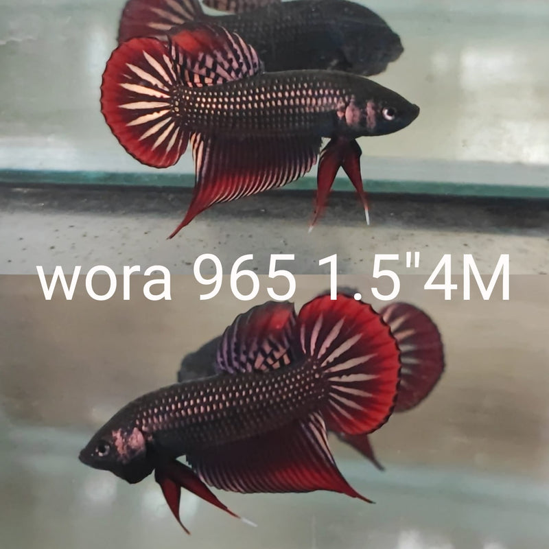 X(WORA-965) COPPER PINK IMBELLIS WILD MALE BETTA
