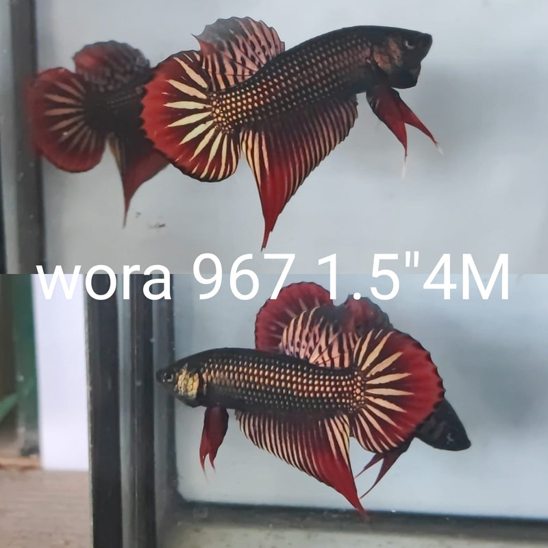 (WORA-967) COPPER PINK IMBELLIS WILD MALE BETTA