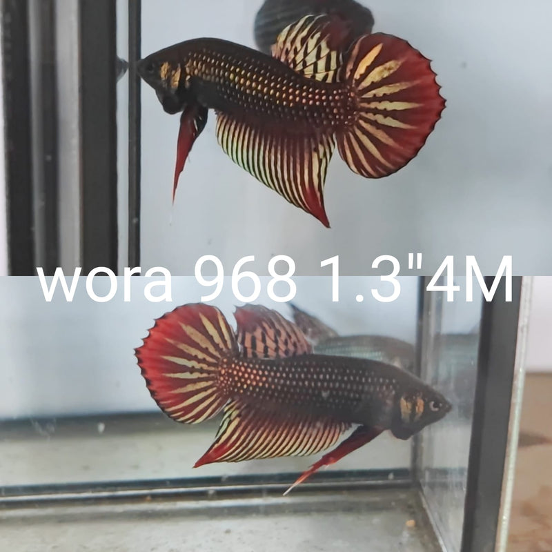 (WORA-968) COPPER GREEN IMBELLIS WILD MALE BETTA