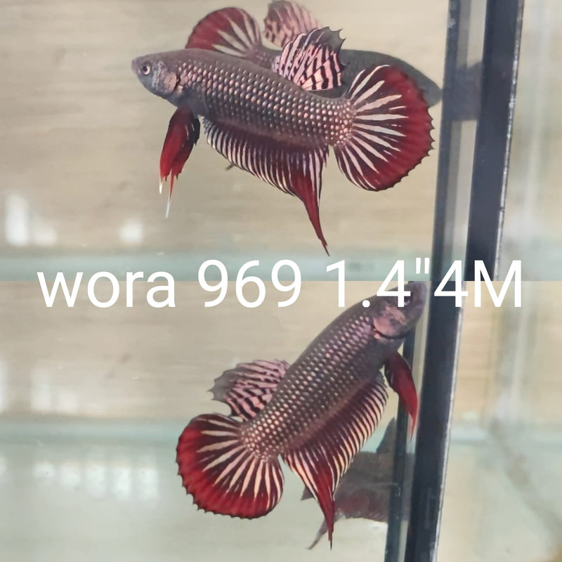 (WORA-969) COPPER PINK IMBELLIS WILD MALE BETTA