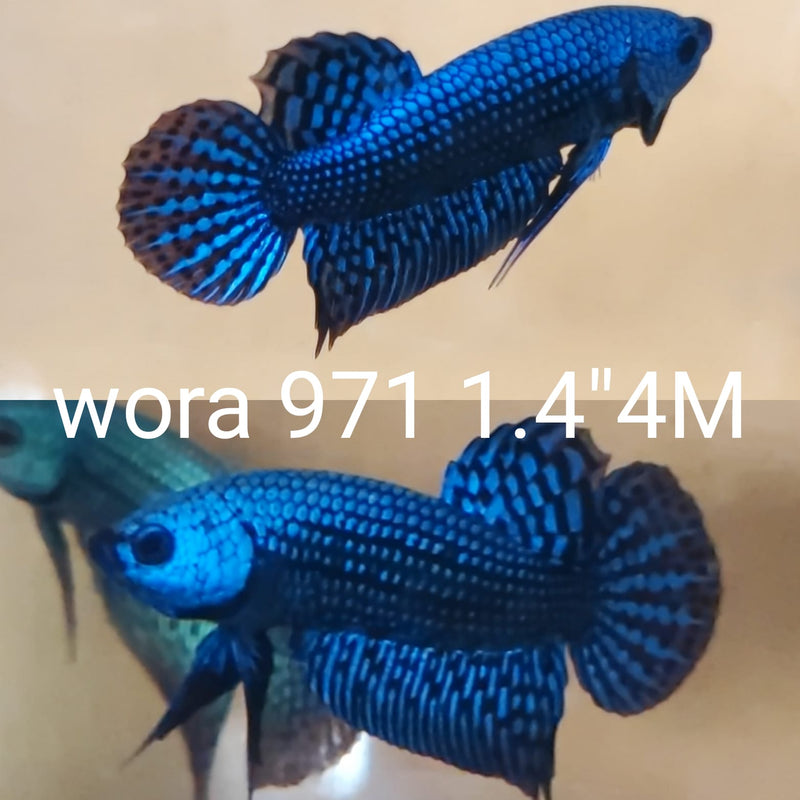 (WORA-971) BLUE GUITAR SMARAGDINA MALE BETTA