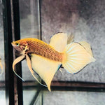 Yellow Splendens Male Wild Betta Our Choice (CBM-1054)